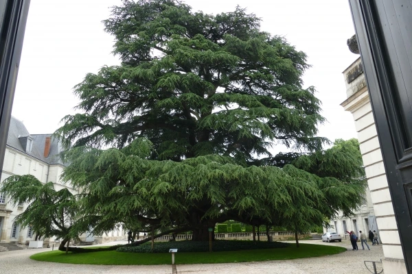 Arbre à démonter